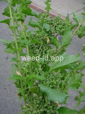 goosefoot, nettleleaf