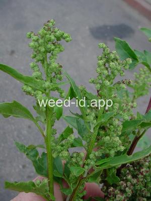 goosefoot, nettleleaf