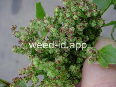 goosefoot, nettleleaf