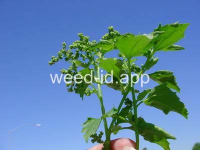 goosefoot, nettleleaf