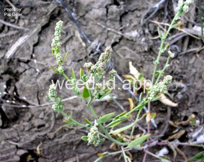 lambsquarters, narrowleaf