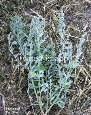lambsquarters, narrowleaf