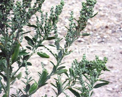 lambsquarters, narrowleaf