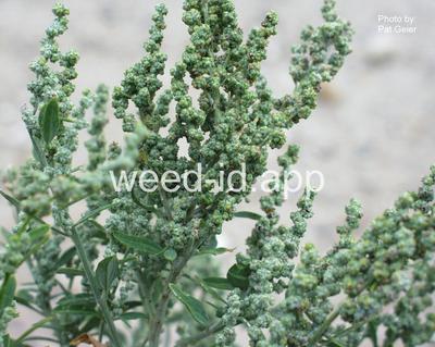 lambsquarters, narrowleaf