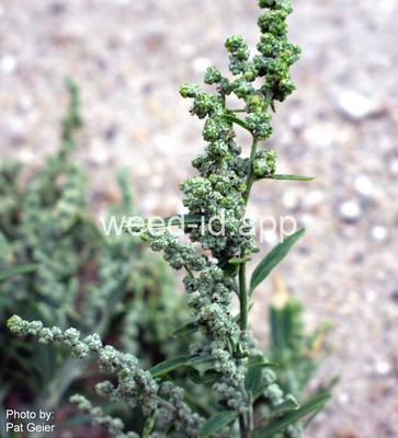 lambsquarters, narrowleaf
