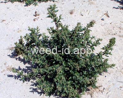 Chenopodium rubrum
