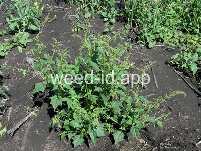 goosefoot, mapleleaf