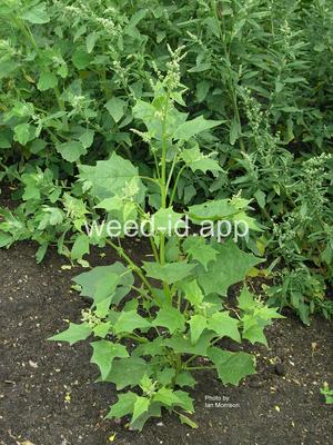 goosefoot, mapleleaf