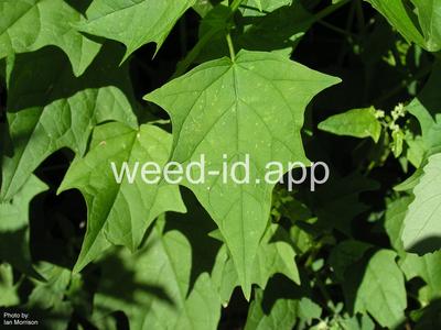 goosefoot, mapleleaf