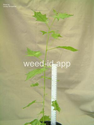 goosefoot, mapleleaf