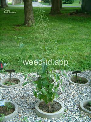 goosefoot, mapleleaf