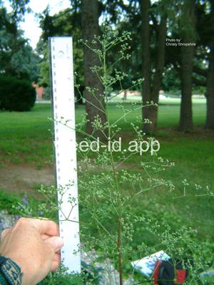 goosefoot, mapleleaf