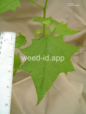 goosefoot, mapleleaf