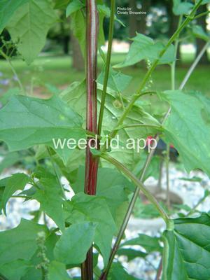 goosefoot, mapleleaf