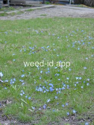 Chionodoxa forbesii