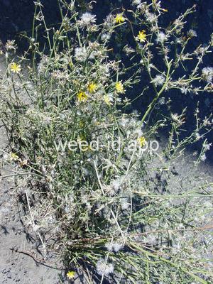skeletonweed, rush