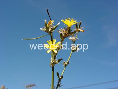 skeletonweed, rush