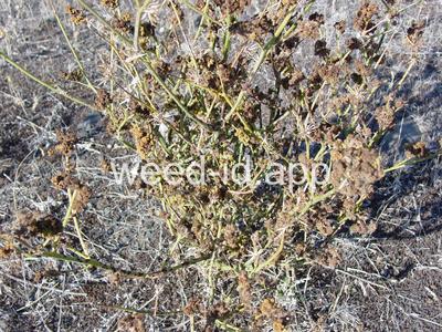 skeletonweed, rush