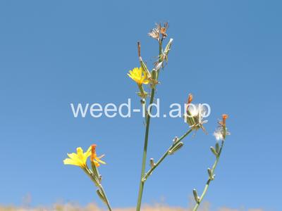 skeletonweed, rush