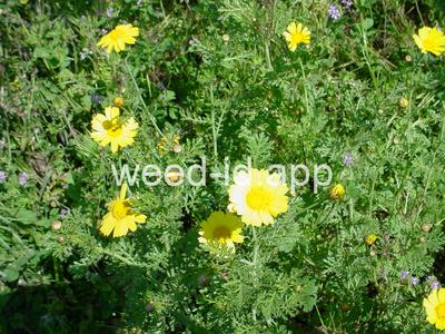 Chrysanthemum coronarium