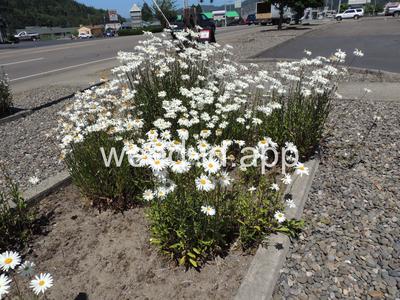 Chrysanthemum maximum