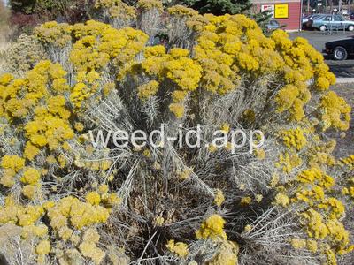 Chrysothamnus nauseosus