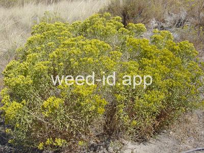 rabbitbrush, Douglas