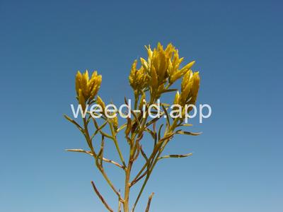 rabbitbrush, Douglas