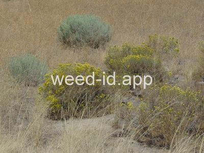 rabbitbrush, Douglas
