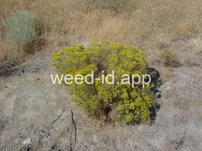 rabbitbrush, Douglas