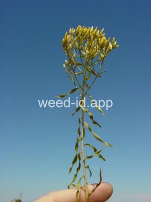 rabbitbrush, Douglas