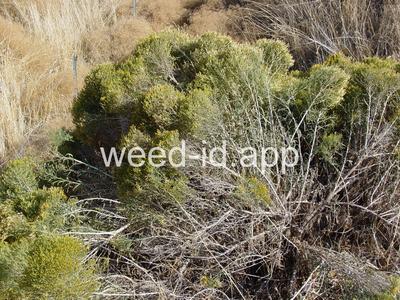rabbitbrush, Douglas