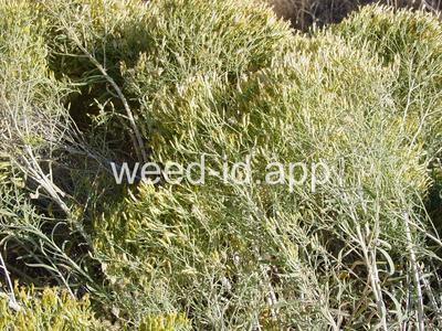 rabbitbrush, Douglas