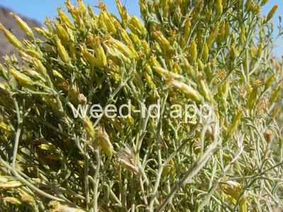rabbitbrush, Douglas
