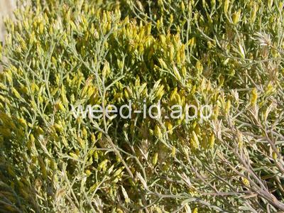 rabbitbrush, Douglas