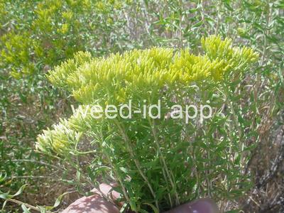 rabbitbrush, Douglas