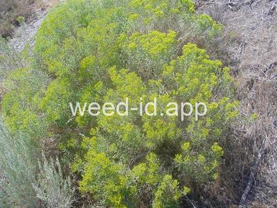 rabbitbrush, Douglas