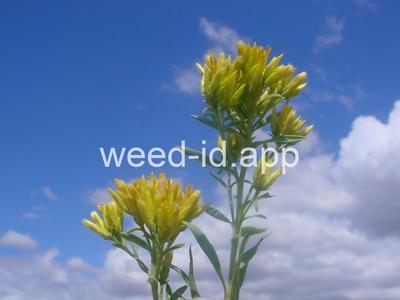 rabbitbrush, Douglas