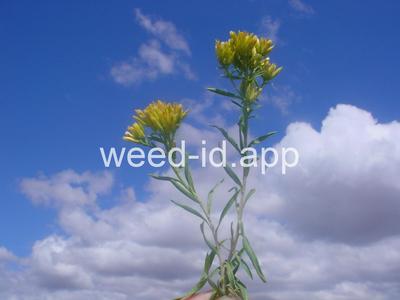 rabbitbrush, Douglas