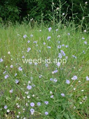 chicory