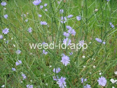 chicory