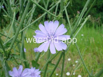 chicory