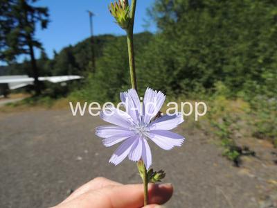chicory