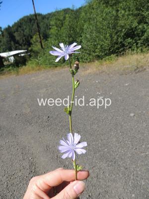 chicory