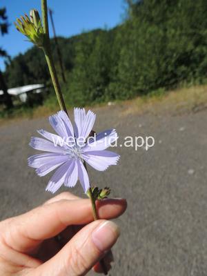 chicory