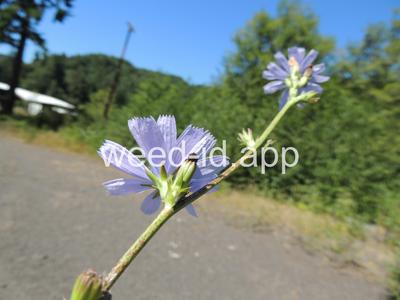 chicory