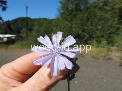 chicory