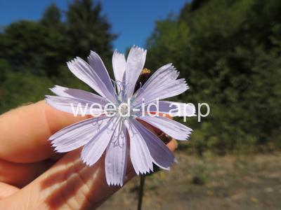 chicory