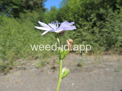 chicory