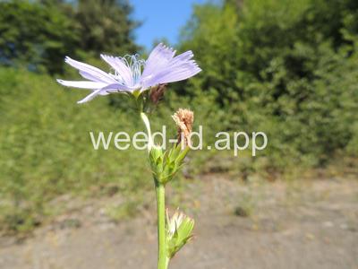 chicory